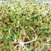 Rukola – BIO semínka na klíčení 10g