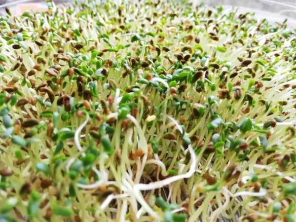 Rukola – BIO semínka na klíčení 10g