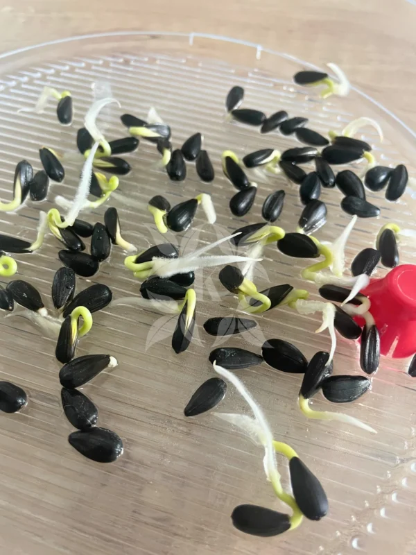 Třípatrová biomiska na klíčení semínek (2)_result Třípatrová biomiska na klíčení semínek