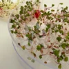 Redkvicka_chine_rose_miska Ředkvička China Rose – semínka na klíčení 20g