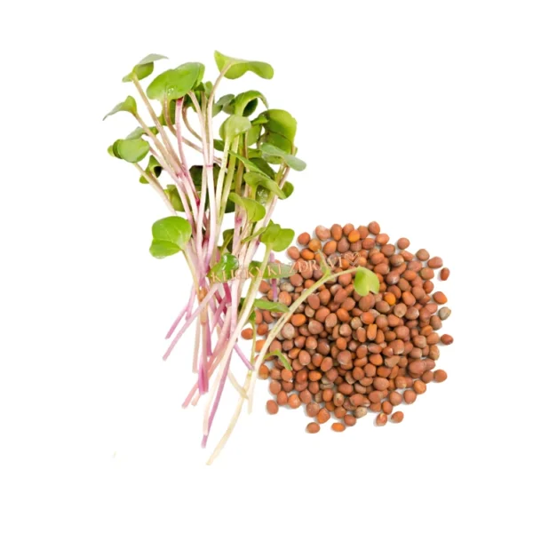 Ředkvička China Rose – semínka na klíčení 20g Ředkvička China Rose – semínka na klíčení 20g