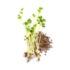 Rukola – BIO semínka na klíčení 10g
