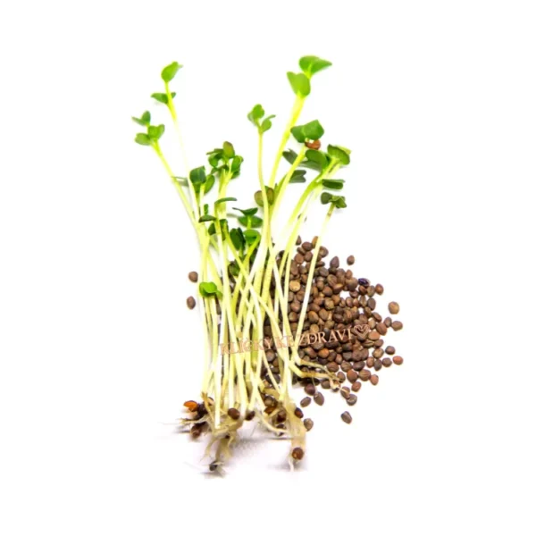Rukola – BIO semínka na klíčení 10g