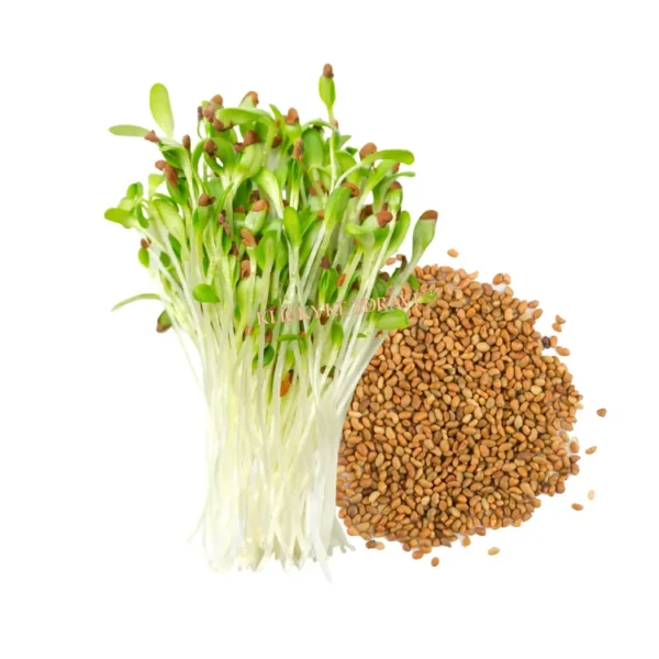 Vojtěška (Alfalfa) – semínka na klíčení 20g